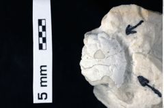 Foto (Detailansicht) von Culmenformosa sp. (NHMW-GEO-1990-0041-0236)